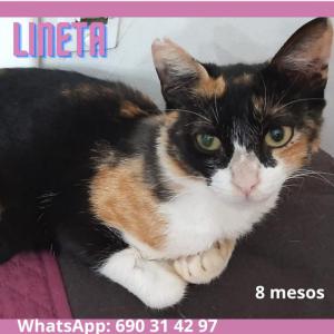 Lineta