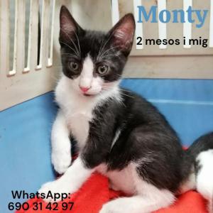 Monty