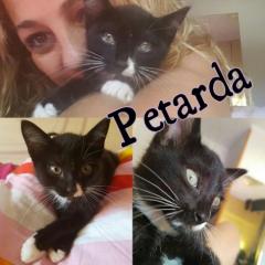 Petarda Petarda