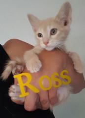 Ross Ross