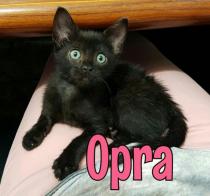 Oprah Oprah