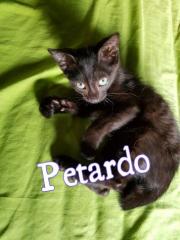Petardo Petardo