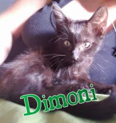 Dimoni Dimoni