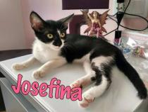 Josefa Josefa