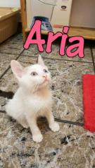 Aria Aria