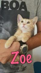 Zoe Zoe