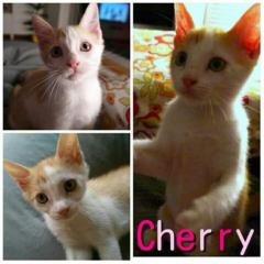 Cherry Cherry