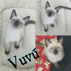 Vuvú Vuvú