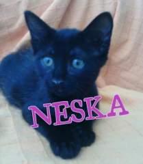 Neska Neska