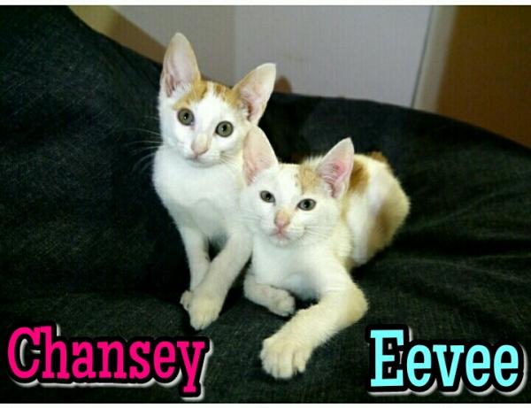 Chansey & Eevee