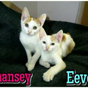 Chansey & Eevee