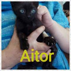 Aitor Aitor