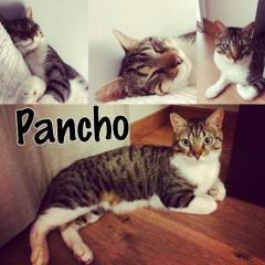 Pancho Pancho