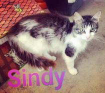 Sindy