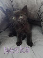 Neska Neska