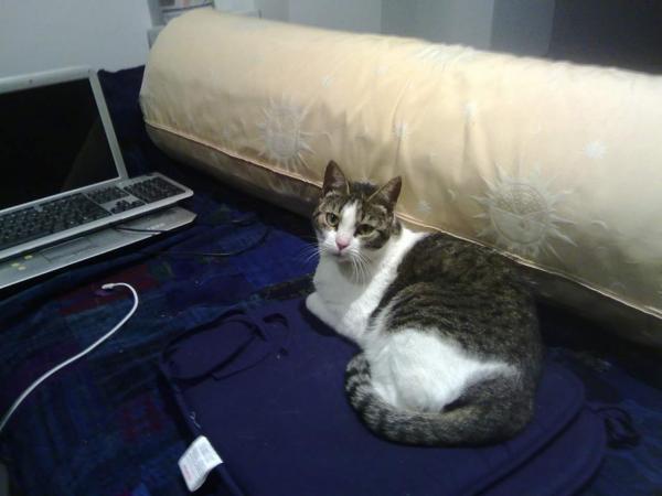 Perdido - Janis Perdido - Janis