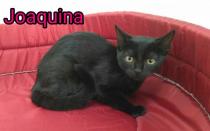 Joaquina Joaquina