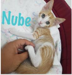 Nube Nube