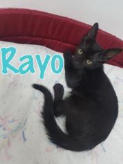 Rayo Rayo