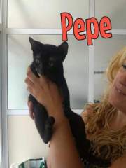 pepe pepe