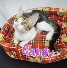 Candy