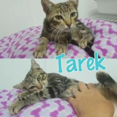 Tarek
