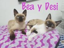 Desi & Bea Desi & Bea
