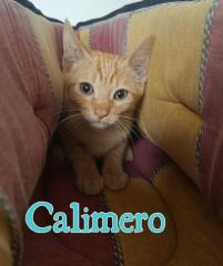 Calimero