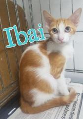 Ibai Ibai