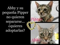Pipper