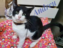 Andreu