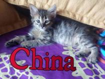 china china