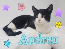 Andreu