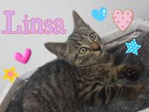 Linsa
