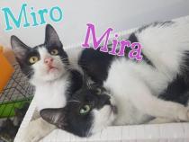 Miro
