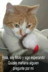 Molo Molo