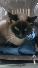 Encontrado - San Miguela Encontrado - San Miguela