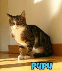 Pupu Pupu