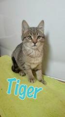 Tiger Tiger