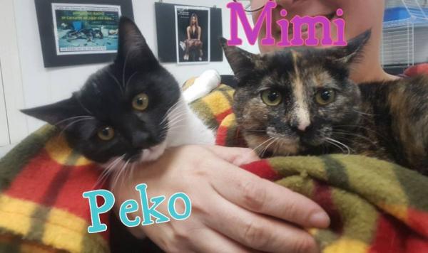 Peko & Mimí