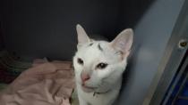Encontrado - Linares