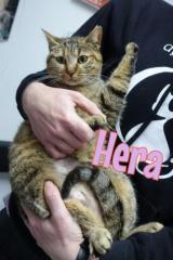 Hera Hera