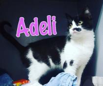 Adeli Adeli