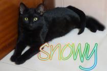 Snowy Snowy