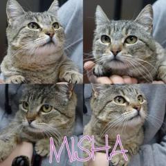 Misha Misha