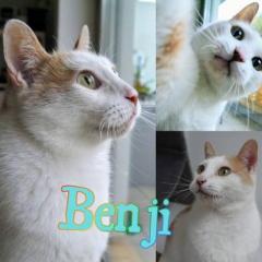 Benji Benji
