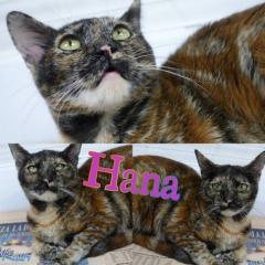 Hana Hana