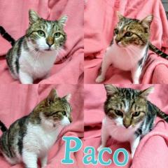 Paco