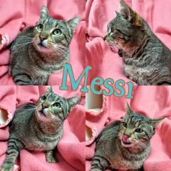 Messi Messi