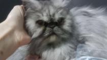 Cuqui Cuqui